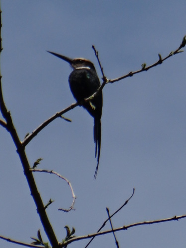 Galbula dea