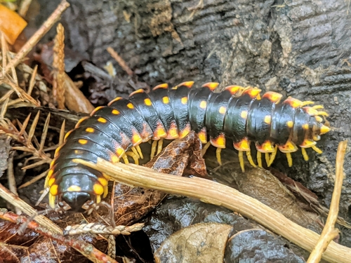 Black-and-gold Flat Millipede photo 6