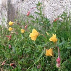 Oenothera anomala