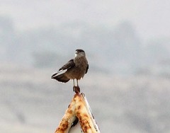 Daptrius chimango chimango