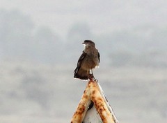 Daptrius chimango chimango