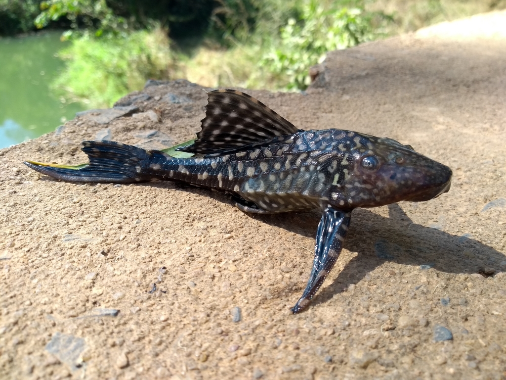 Sao Francisco sailfin catfish (Pterygoplichthys etentaculatus) — Loricariidae