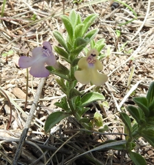 Salvia axillaris