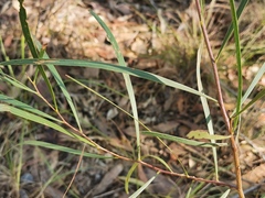 Acacia longissima