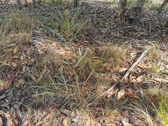 Acacia longissima