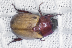 Cyclocephala melanocephala