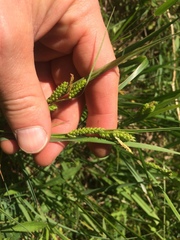 Carex granularis