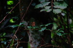 Pteronymia rufocincta