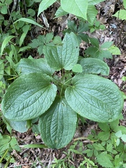 Smilax ecirrhata