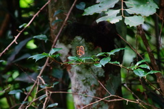 Pteronymia rufocincta