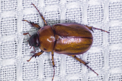 Cyclocephala pasadenae