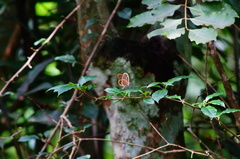 Pteronymia rufocincta