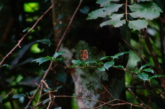 Pteronymia rufocincta