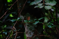 Pteronymia rufocincta