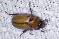 Cyclocephala pasadenae