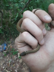 Hebius vibakari