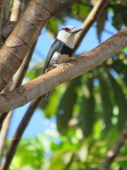 Notharchus hyperrhynchus
