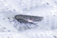 Deltocephalini