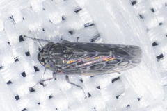 Deltocephalini