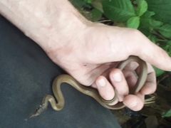 Hebius vibakari