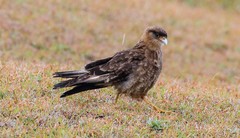 Daptrius chimango chimango