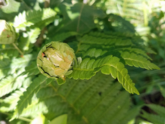 Herpetogramma theseusalis