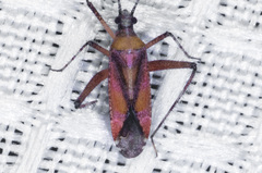 Phytocoris roseus