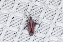 Phytocoris roseus