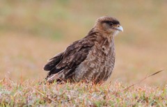 Daptrius chimango chimango