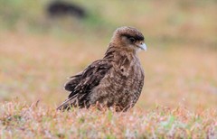 Daptrius chimango chimango