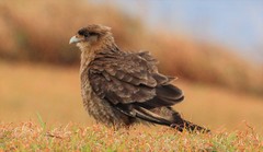 Daptrius chimango chimango