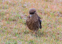 Daptrius chimango chimango