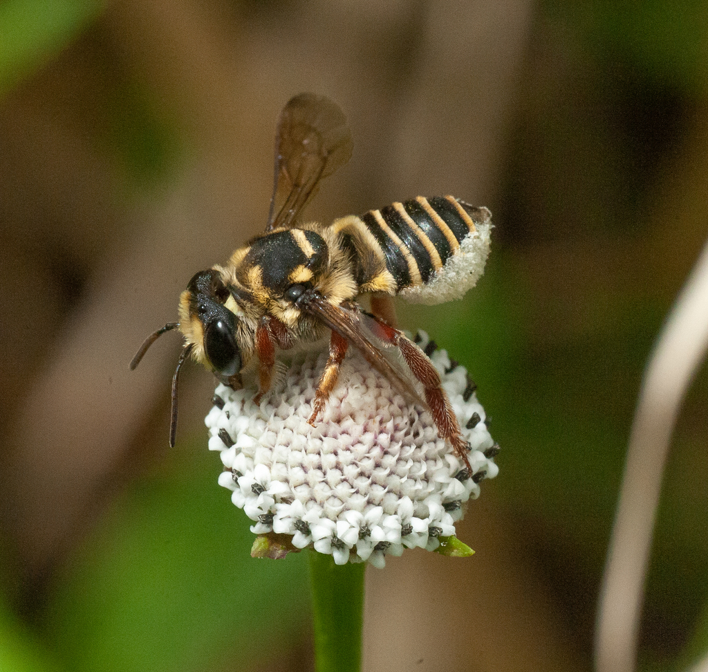 Pseudocentron