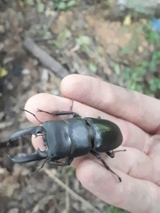 Serrognathus titanus