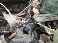 Serrognathus titanus