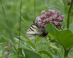 Papilio canadensis × glaucus