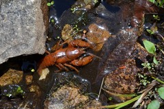 Cambarus asperimanus