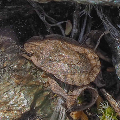 Sciocoris microphthalmus