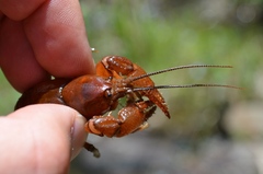 Cambarus asperimanus