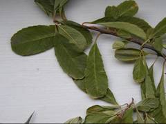 Pyracantha fortuneana