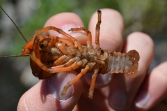 Cambarus asperimanus