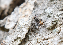 Pseudotephritis vau