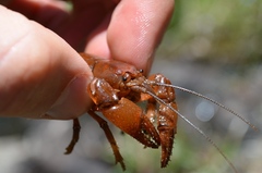 Cambarus asperimanus