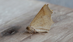 Tetracis cervinaria