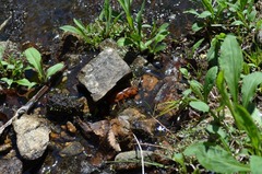 Cambarus asperimanus