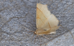 Tetracis cervinaria