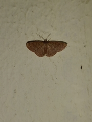 Pleuroprucha rudimentaria