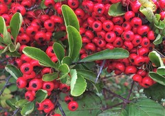 Pyracantha fortuneana