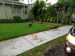 Pavo cristatus × muticus