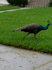 Pavo cristatus × muticus